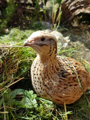 Portrait of laying quail in appropriate habitat