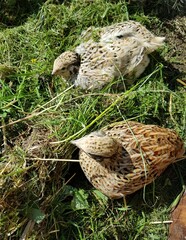 Portrait of laying quail in appropriate habitat
