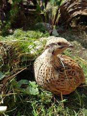 Portrait of laying quail in appropriate habitat