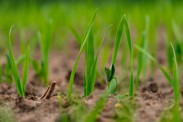 Sprouts of young barley or wheat that have just sprouted in the soil, dawn over a field with crops.