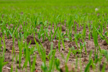 Sprouts of young barley or wheat that have just sprouted in the soil, dawn over a field with crops.