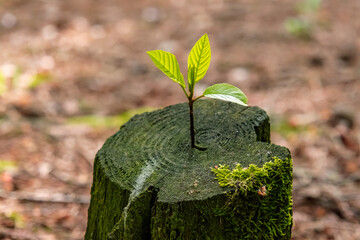 New development and renewal as a business concept for the development of leadership success, like an old felled tree and a strong sapling growing in the center of the trunk, as a concept of the future