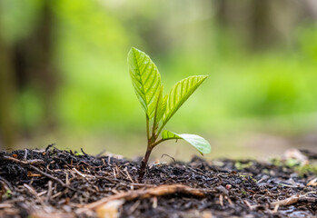 Young plant growing in nature and morning light. concept earth day. Seedling are growing in the...