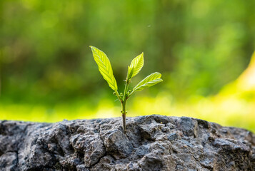 New development and renewal as a business concept for the development of leadership success, like a strong seedling breaking through concrete, a seedling breaking through asphalt - obrazy, fototapety, plakaty