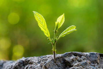 New development and renewal as a business concept for the development of leadership success, like a strong seedling breaking through concrete, a seedling breaking through asphalt