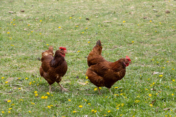 range chicken on green grass