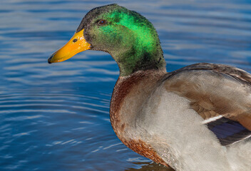 Drake Mallard Duck
