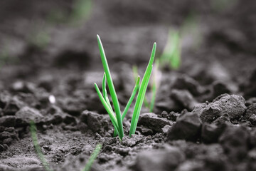 Young sprouts of green onions in a garden bed