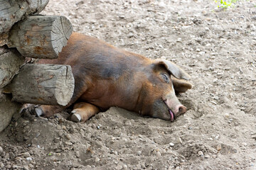 sleeping pot belly pig laying in dirt with tongue out