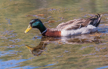 Drake Mallard Duck