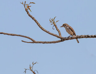 Common Wood shrike on a tree