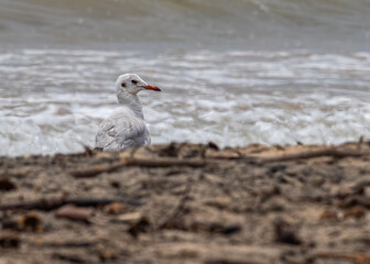 A Black Headed Sea gull against sea