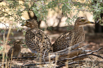 Spotted Thick-knee and chick, Kglagadi, South Africa