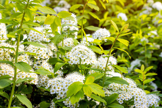 Many white Spirea (Spiraea Vanhouttei Briot Zabel Gold Fountain) flowers with green leaves in spring in the garden.