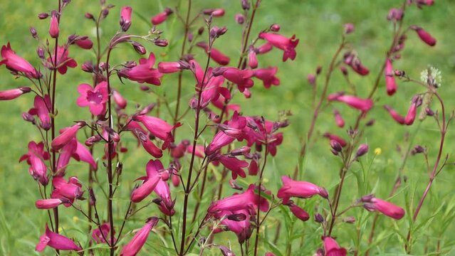 Natural background with pink flowers of beardtongues swinging in the wind