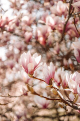 Closeup of blooming soft pink magnolia tree in spring on pastel bokeh background, horizontal banner.
