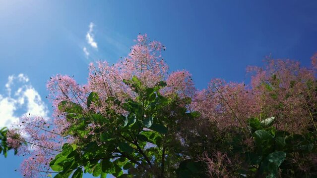 Smoke Tree fruit set in spring (Cotinus coggygria) - (4K)