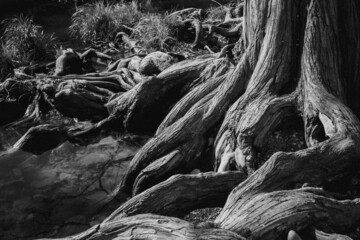 ancient tree with twisted roots