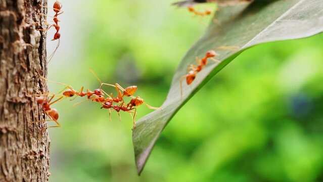 Ants help to carry food, Ant bridge unity team, Concept team work together. Red ants teamwork. unity of ants.