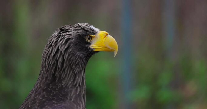 Steller's sea eagle (Haliaeetus pelagicus). Wildlife animal. detail portrait of rare bird. Close-up portrait of beautiful proud bird. 4K Slow motion 120 fps, ProRes 422, 10 bit video