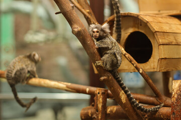 Monkey igrunka ordinary in the zoo
