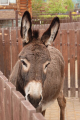 Fototapeta premium The donkey behind the fence