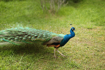beautiful peacock with folded tail outdoors