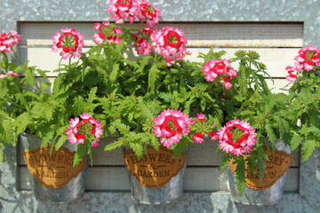 flowers in pots decorated in the form of a table on the wall of the house