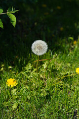 One round white dandelion grows among green grass and yellow flowers.