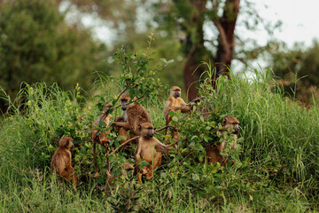 A group of monkeys are sitting on a bush. Tsavo National Park, Kenya.