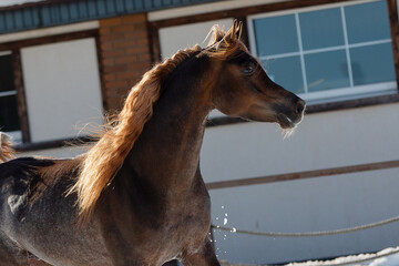 Head of a beautiful chestnut arabian horse with long mane, portrait in motion closeup.