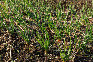 young green onions growing on garden bed. Growing vegetables for a healthy diet.