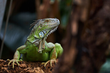 Green iguana is a lizard reptile in the iguana family. It is sitting on a tree branch