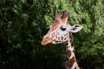 Close-up portrait of giraffe  looking strait. (Giraffa camelopardalis).  