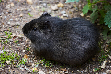 Closeup of wild Brazilian Guinea pig, Cavia aperea,  sitting on the ground