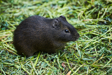 Closeup of wild Brazilian Guinea pig, Cavia aperea,  sitting on the ground