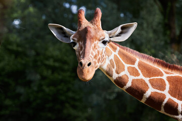 Obraz premium Close-up portrait of giraffe looking strait. (Giraffa camelopardalis). 