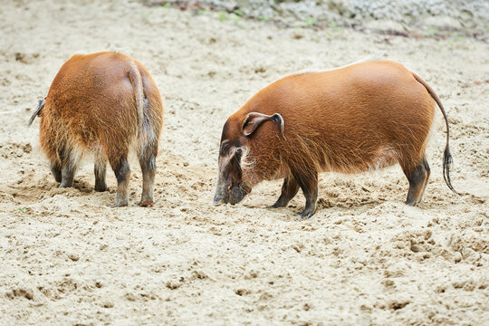 The red river hog (Potamochoerus porcus) also known as the bush pig. 