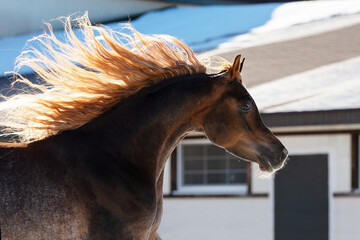 Заголовок: Head of a beautiful chestnut arabian horse with long mane, portrait in motion closeup.