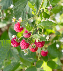 Branch of ripe raspberries 01