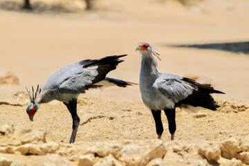 Secretary Bird, Kgalagadi, South Arica