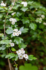 Close-up of white blossoms of a single-seeded common hawthorn