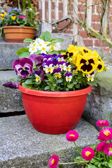 Fototapeta na wymiar Pansy flowers grow in a plastic pot