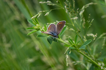 Nice butterfly sits on green grass at summer time, close up macro nature and insects