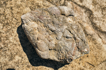 rock with fossilized shells on top of another rock