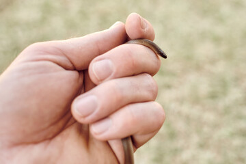 close up of white male hand handling a flatheaded snake (Tantilla gracilis)