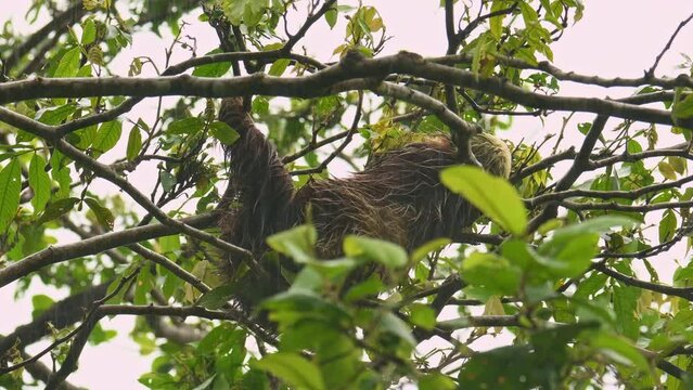 Hoffmanns two-toed sloth - Choloepus hoffmanni also Northern two-toed sloth, from Central and South America, solitary, largely nocturnal and arboreal animal, mature and secondary rainforests, rain.