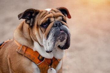 Red english british Bulldog sitting on seaside at sunse in summer