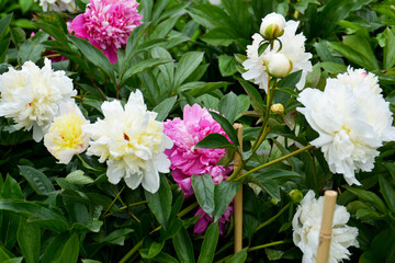 Botanischer Garten in G&uuml;tersloh im Juni, Park