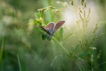 Nice butterfly sits on green grass at summer time, close up macro nature and insects